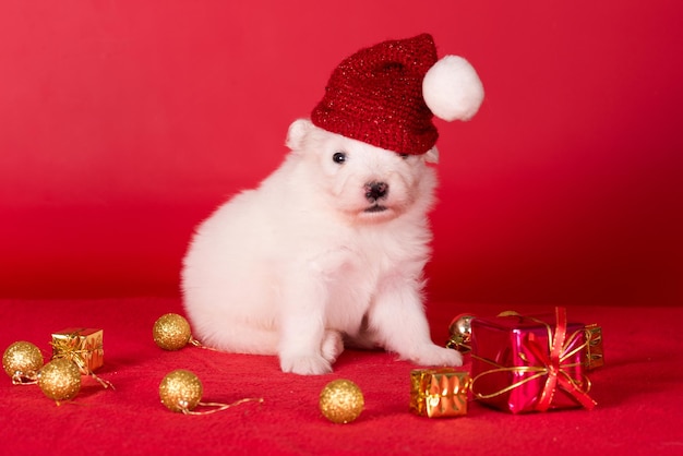 Kerstman puppy in een hoed samoyed puppy hond op kerst rode achtergrond vrolijke kerst