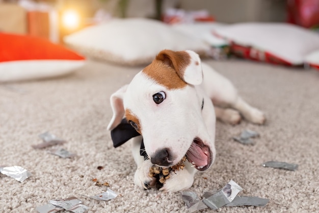 Kerstmis en huisdierenconcept - Jack Russell Terrier-puppy knabbelt aan een spar.