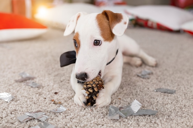 Kerstmis en huisdierenconcept - Jack Russell Terrier-puppy knabbelt aan een spar.