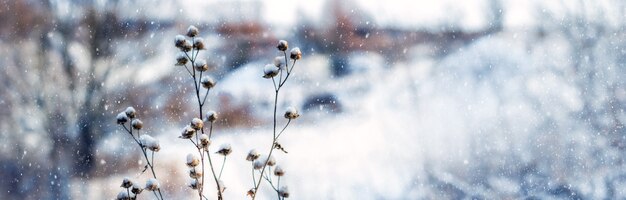 Kerstmis en Nieuwjaar achtergrond met besneeuwde planten tijdens een sneeuwval. Sfeervol winters uitzicht, sneeuwt