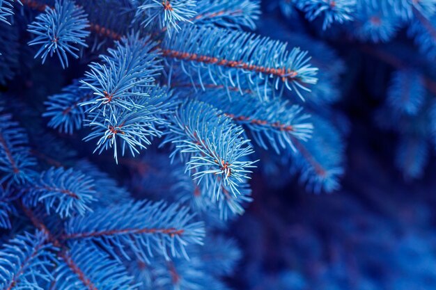 Kerstmis en Nieuwjaar achtergrond. Sfeervol botanisch patroon met mooie tak van blauwe spar. Voor grafisch ontwerp, kaarten, covers. Blauwe of stekelige spar (Picea pungens). Ruimte voor tekst kopiëren.