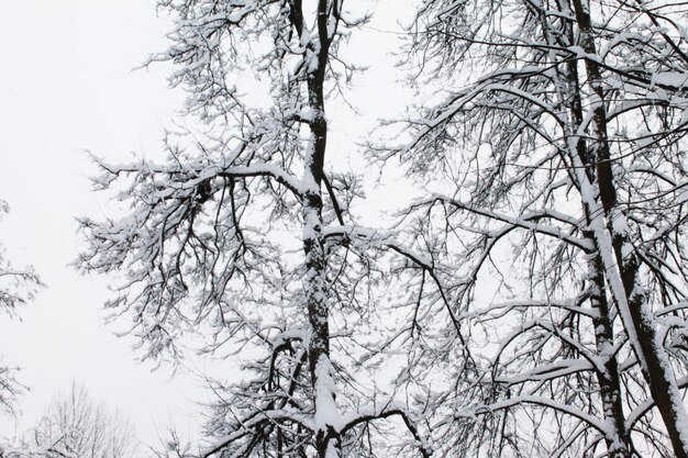 Kerstmis en Nieuwjaar Zachte sneeuw en boomtakken creëren een melodie van schoonheid