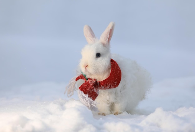 Kerstmis, het witte konijn van de kerstman in de sneeuw