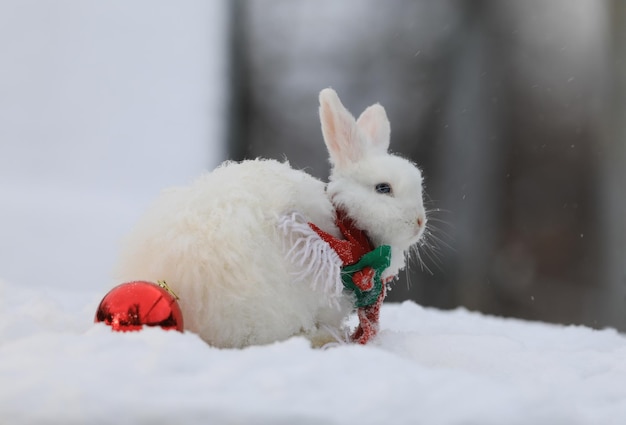 Kerstmis, het witte konijn van de Kerstman in de sneeuw