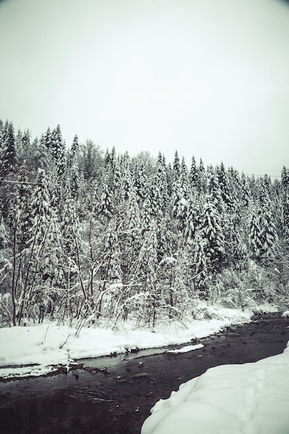 Kerstmisachtergrond met sneeuwsparren, het Mooie landschap van de de winterberg