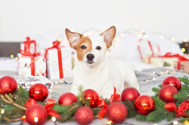 Kerstmishond Jack Russell op het bed in het decor van het Nieuwjaar