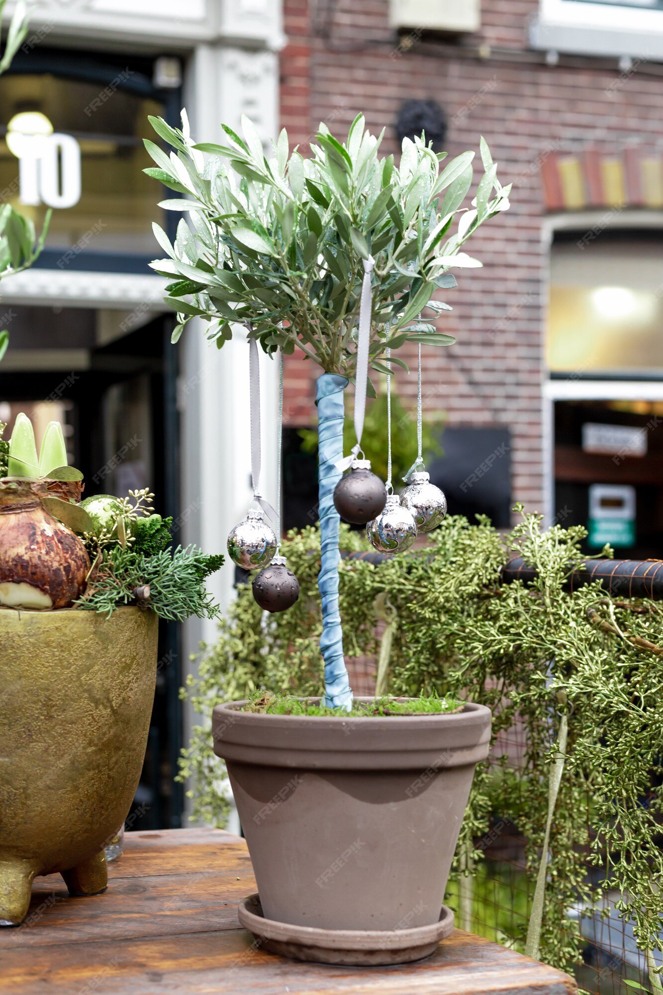 Zijn bekend Snoep Nieuwjaar Kerstplanten, huisbloemen in potten versierd met feestelijke kerstballen  buiten. olijfboom als creatieve kerstboom. retro vakantie in nederland.  europese bloemenwinkel in de winter buiten | Premium Foto