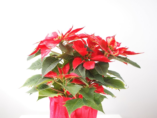 Kerstster plant