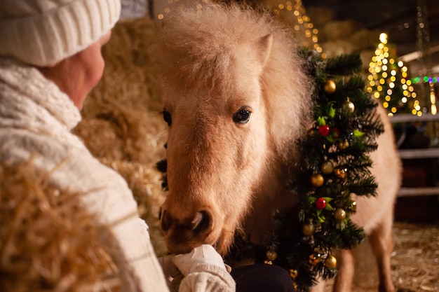 Kerstversiering op de stallen. Een mooie pony met een krans om zijn nek. Kerstboom met ballonnen, fotozone voor het nieuwe jaar. paard