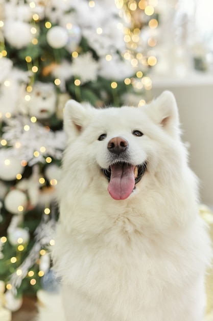 Kerstwenskaart met witte Samojeed, Nieuwjaar