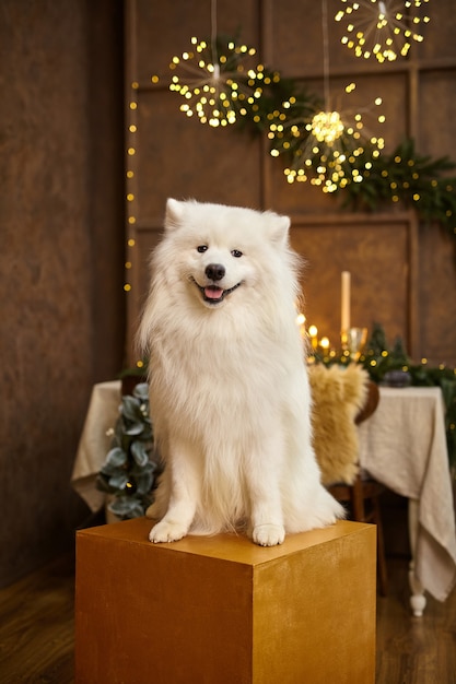 Kerstwenskaart met witte Samojeed, Nieuwjaar