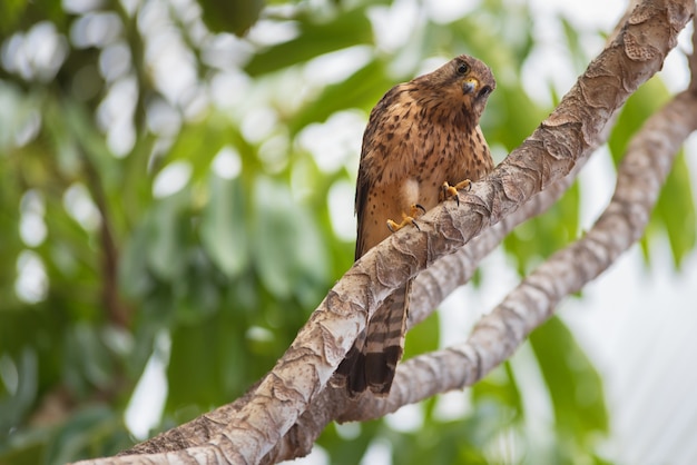 Photo kestrel in natural environment.