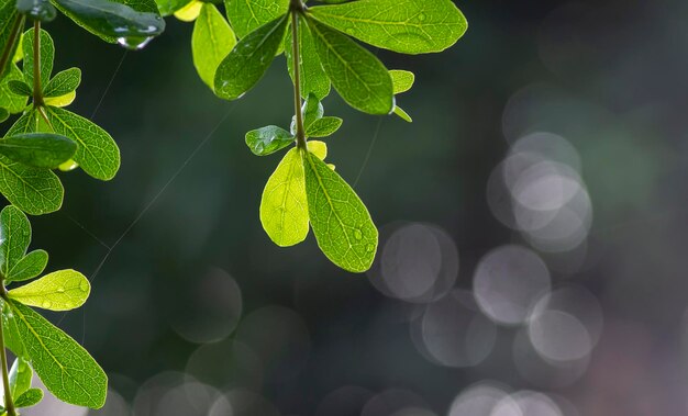 Ketapang Kencana Terminalia mantaly Madagascar almond green leaves