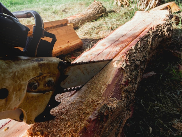 Kettingzaag in beweging die hout snijdt. houthakker die een oude kettingzaag vasthoudt en het logboek zaagt, grote boom in het bos, rondvliegend zaagsel.