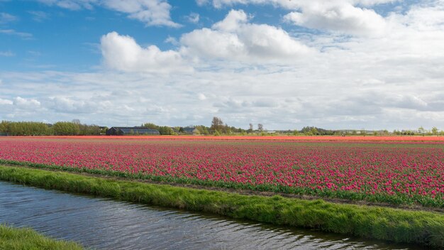 Keukenhof, ook wel bekend als de Tuin van Europa, is een van 's werelds grootste bloementuinen