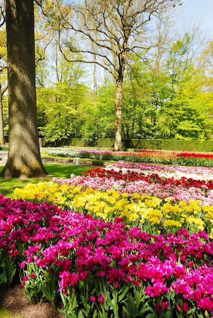 Foto parco keukenhof