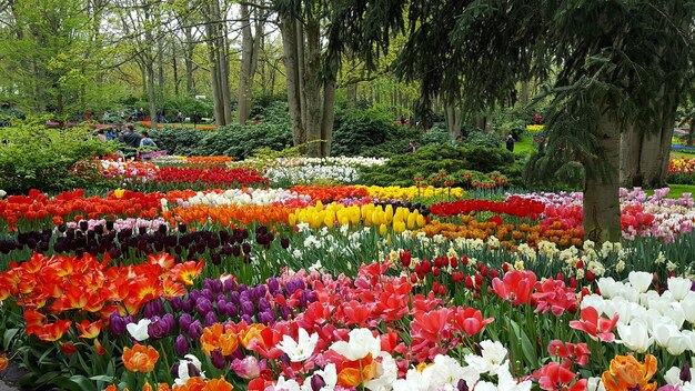 Photo keukenhof tulip gardens