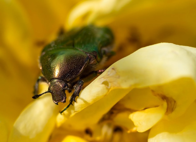 Kever een plaag Cetonia aurata die rozen eet in Griekenland