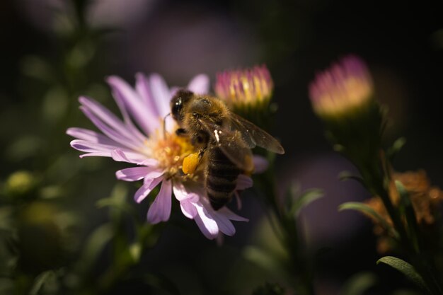 Foto kever met doorzichtige vleugels op een zonnige dag op kleine paarse bloemen