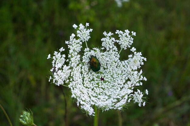 Kever op een grote witte wilde bloem Mooie groene kever op een bloem Top