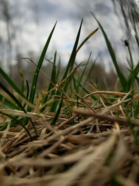 kever op het gras selectieve focus close-up