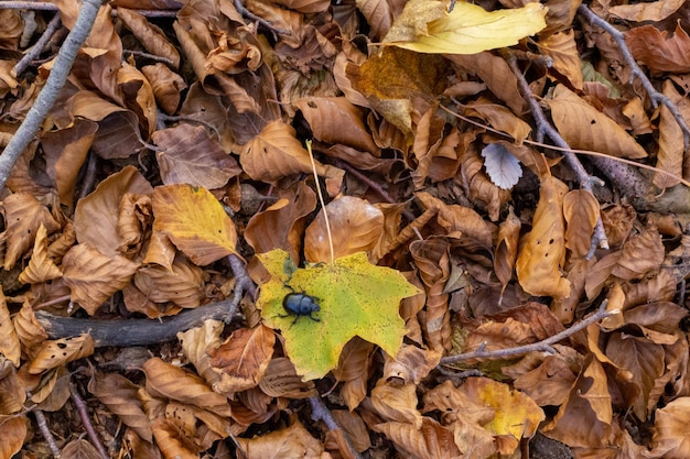 Kever op sommige droge bladeren in het bos