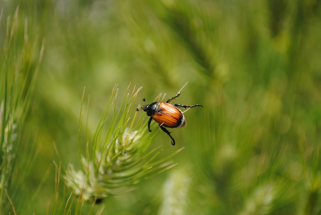 Kever zat op de top van een grassprietje