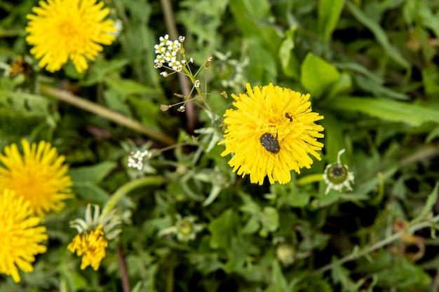 kever zittend op een bloem paardebloem close-up