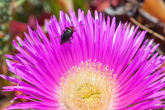 Keverinsect op gele bloem.