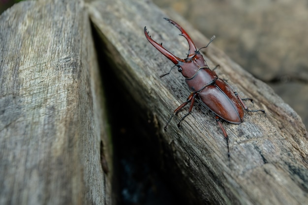 Kevertang op hout