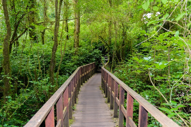 Kew Mae Pan Nature Trail Trekking trail leading through jungle 