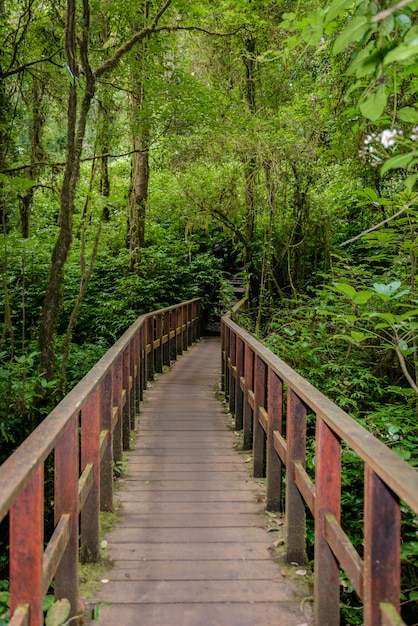 Kew Mae Pan Nature Trail Trekking trail leidt door jungle achtergrond