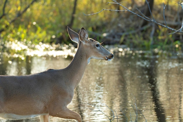 Key Deer in natural habitat in Florida state park