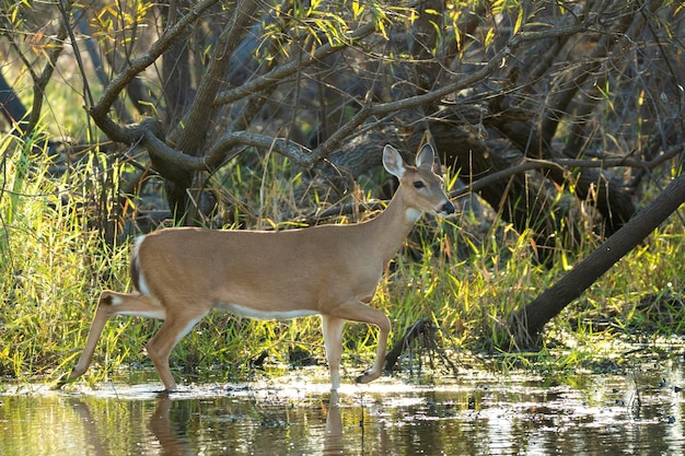 Photo key deer in natural habitat in florida state park