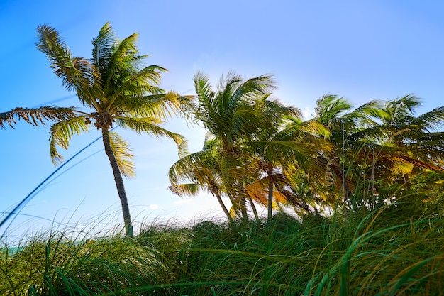 Key West Florida Smathers strandpalmen VS.