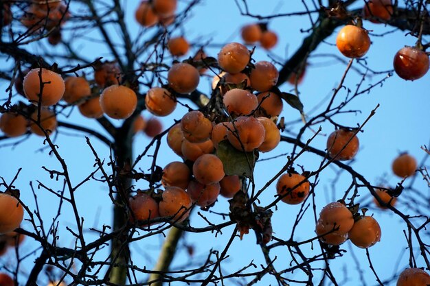 Photo a khaki tree in winter full of fruits