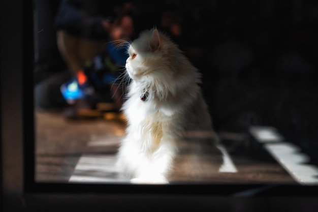 Foto gatto khao manee con occhi di colore diverso è una razza di gatto rara originaria della thailandia