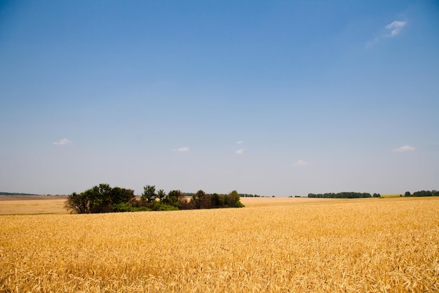 Kharkiv Oekraïne Gouden tarwe rijpt in een landbouwgebied waar granen worden geoogst Gouden graankorrels