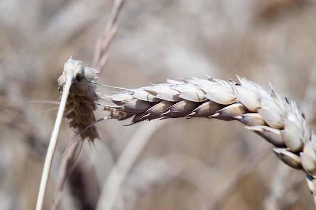 Kharkiv Ukraine Rye field Ripe grain spikelets Cover crop and a forage crop Blue sky background Agricultural concept Gramineae