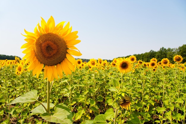 Kharkov Oekraïne Zonnebloemvelden met zonnebloem bloeien op de achtergrond van de lucht op zonnige dagen en warm weer Zonnebloem is een populair veld geplant voor de productie van plantaardige olie