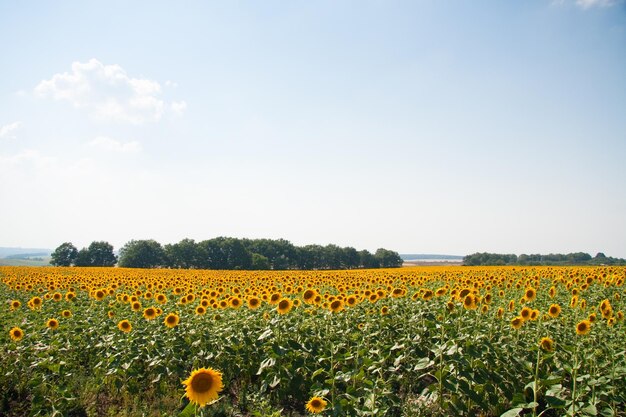 Kharkov Oekraïne Zonnebloemvelden met zonnebloem bloeien op de achtergrond van de lucht op zonnige dagen en warm weer Zonnebloem is een populair veld geplant voor de productie van plantaardige olie