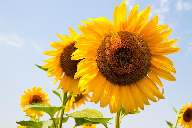 Kharkov Ukraine Sunflower fields with sunflower are blooming on the background of the sky on sunny days and hot weather Sunflower is a popular field planted for vegetable oil production