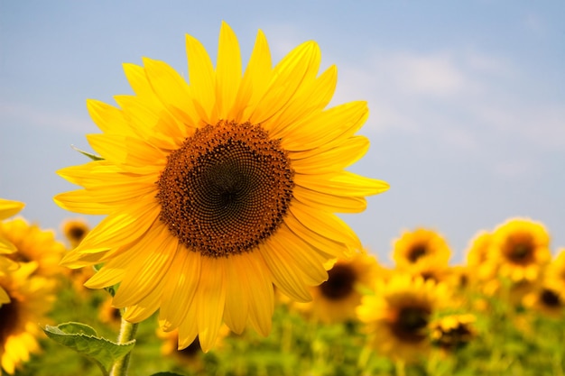 Kharkov Ukraine Sunflower fields with sunflower are blooming on the background of the sky on sunny days and hot weather Sunflower is a popular field planted for vegetable oil production