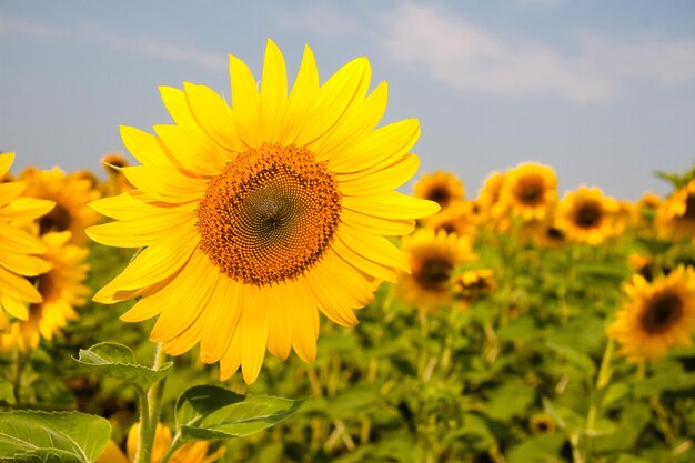 Kharkov ukraine sunflower fields with sunflower are blooming on the background of the sky on sunny days and hot weather sunflower is a popular field planted for vegetable oil production