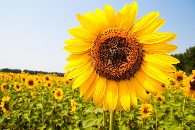 Kharkov ukraine sunflower fields with sunflower are blooming on the background of the sky on sunny days and hot weather sunflower is a popular field planted for vegetable oil production