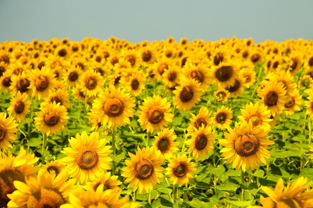 Kharkov Ukraine Sunflower fields with sunflower are blooming on the background of the sky on sunny days and hot weather Sunflower is a popular field planted for vegetable oil production