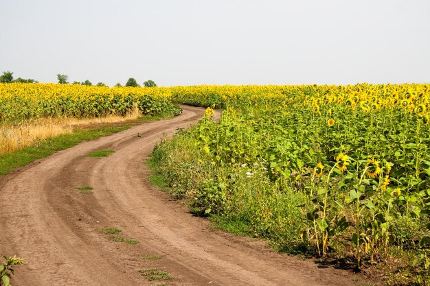 Kharkov 우크라이나 해바라기가 있는 해바라기 밭은 화창한 날과 더운 날씨에 하늘 배경에 꽃이 피고 있습니다. 해바라기는 식물성 기름 생산을 위해 심어진 인기 있는 밭입니다