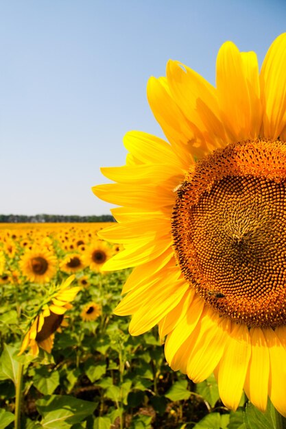 Kharkov Ukraine Sunflower fields with sunflower are blooming on the background of the sky on sunny days and hot weather Sunflower is a popular field planted for vegetable oil production