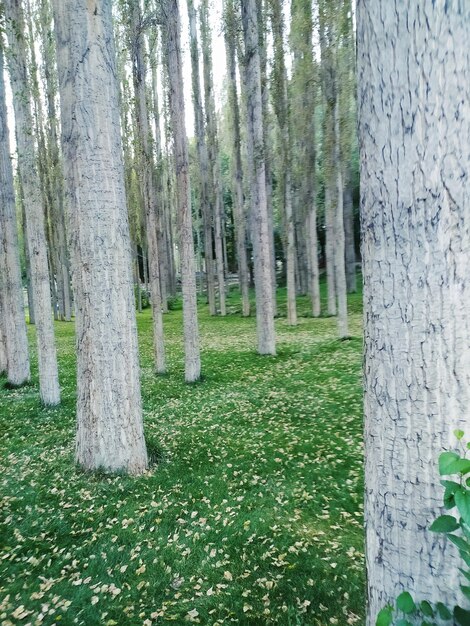 Foto khorog chorbog del tagikistan