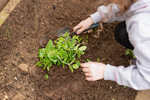 Kid doen tuinieren planten kruiden mint in de tuin in het voorjaar close-up